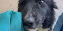Taglia la coda al cane col coltello fuori dal bar, l’orrore a Modena: “Arrestatelo”
