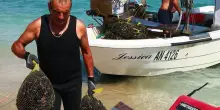 Moscioli, via libera ai ristori ma per i soli allevamenti