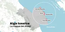 Alga tossica nell’ultimo weekend di mare nelle Marche, ecco dove è vietata la balneazione
