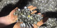 Vongole, ok alla deroga: "Una boccata d’ossigeno"