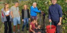 E così sarà un vino d’annata. Vigne piene, uva di qualità: "Ora speriamo nel mercato"