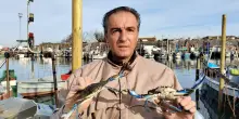 La maledizione delle vongole: i granchi blu avanzano grazie alla mareggiata: “Stanno banchettando”