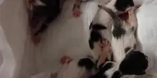 Salvati a Osimo. Sei gattini appena nati gettati via come rifiuti