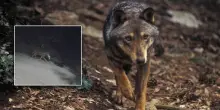 Lupo sbrana un gatto domestico sotto gli occhi del padrone