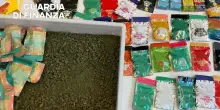 Cannabis light, maxi sequestro da 250 chili a Forlì