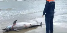 Delfino morto trovato sulla spiaggia di Cesenatico: analisi per capire le cause