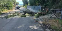 Maltempo, albero cade contro un’auto in transito