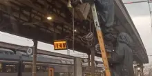 Api in stazione, treni fermi a Reggio Emilia
