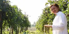 Gli effetti del clima folle: "Vendemmia anticipata ma il vino sarà di qualità"