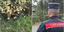 Bovino scappa dal macello e si avvicina alla superstrada: trovato con drone termico