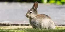 Dopo l’allarme sulle colonie di conigli a Bologna, cosa si può fare davvero per proteggerli?
