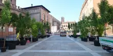 Sono arrivati a Bologna gli alberi contro il caldo: l’allestimento nelle piazze del centro