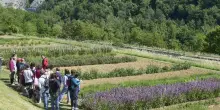 Lavanda regina a Casola Valsenio: dal piatto alle essenze, ce n’è per tutti i gusti