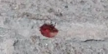 Reggio Emilia, chiazze di sangue ma senza il ferito