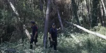 Marina, in estate strage di pini: "Colpa delle intrusioni acquifere causate dalla subsidenza"
