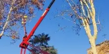 Come stanno gli alberi?. La mappatura del Comune: "Venti a rischio crollo"