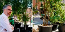 Lepore difende gli alberi in centro a Bologna: “Una rivoluzione verde”