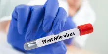 Il virus West Nile trovato a Medicina: cresce l’allarme
