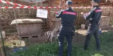 Cani malati e nutriti solo con pane secco, uno morto: proprietario denunciato