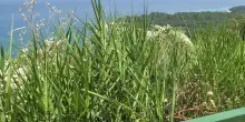 Portonovo, al belvedere dei selfie. Sorpresa, ora è ricomparsa la baia: "Ma sistemate quelle staccionate"