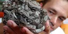 Morsi di serpente, che fare: “Ecco come difendersi”