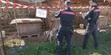 Sassoferrato, segugi maltrattati e denutriti: uno muore. Denunciato il proprietario