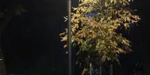 Viale dei Cappuccini. La nuova illuminazione non convince FdI: "Ancora molto da fare"