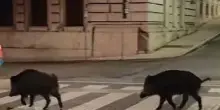 Cinghiali, arrivano i ristori. Danni per 160mila euro