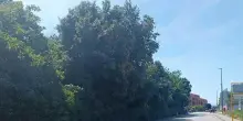 "Verde selvaggio fuori controllo. Guardate a Brecce Bianche"