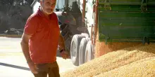Grano e mais, terre a resa zero: "Nessuno è stato lasciato solo. Battaglia in Europa e nei campi"