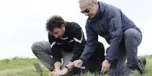 Gli 007 dei lupi anche in città: "Così sapremo quanti sono". Predatore morto: era veleno