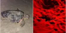 La buona notizia: il nido di tartarughe di Riccione non si è allagato e ne sono nate altre 24 / Video