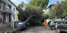 Vento forte oggi nelle Marche: danni e paura, albero caduto su auto a Pesaro