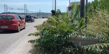 Viaggio nella savana. Da Vallemiano al centro. Verde fuori controllo. Manutenzione zero