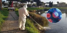 Dengue, il caso Bologna: 3 contagi autoctoni, sono gli unici in Italia
