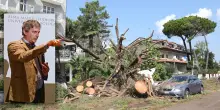 Tempesta al mare e pini al tappeto, il docente: “Per ogni epoca c’è l’albero giusto”