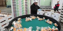 Apofruit, bilancio 2024 in crescita. Oltre 140 milioni distribuiti ai soci: "Sono aumentati i conferimenti"