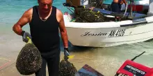 Mosciolo ad Ancona, Silvetti sbotta: “Giù le mani, stop alla pesca”. A Portonovo le prime cozze