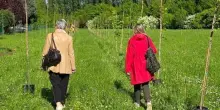 Il bosco urbano prende vita con 500 alberi