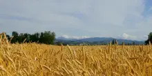 Qual è l’unico comune virtuoso in Emilia Romagna premiato con la Spiga Verde 2025