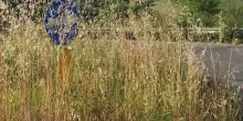 Erbacce alte lungo la Mezzina:: "La situazione ormai insostenibile"