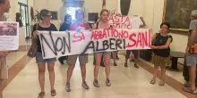 “Non si abbattono alberi sani”, a Bologna attivisti in Comune con gli striscioni