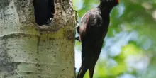 Foto trappola ’cattura’ un raro picchio nero
