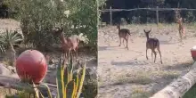 Daini tra i giochi dei bambini in spiaggia al lido di Volano, il video