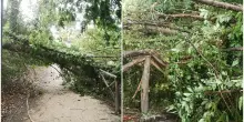 Violente raffiche di vento a Rimini, pioggia e grandine: alberi caduti, danni e paura