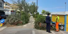 Pericolo pini al mare: "Servono alberi resistenti al clima. Pianteremo i lecci"
