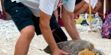 La liberazione delle tartarughe l’evento più seguito dell’estate