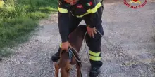 Tavullia, cane intrappolato e terrorizzato: salvato dai vigili del fuoco