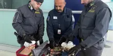 In aeroporto ad Ancona con 55.800 euro non dichiarati: fermato dai finanzieri