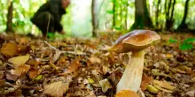 Scivola in un fossato mentre cerca funghi: salvato dai vigili del fuoco